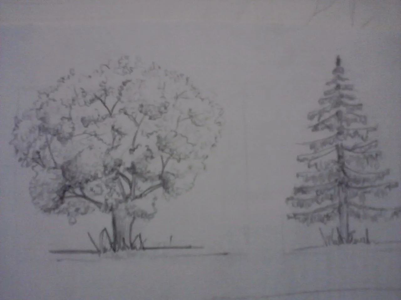 EvelynG: DIBUJO NATURAL