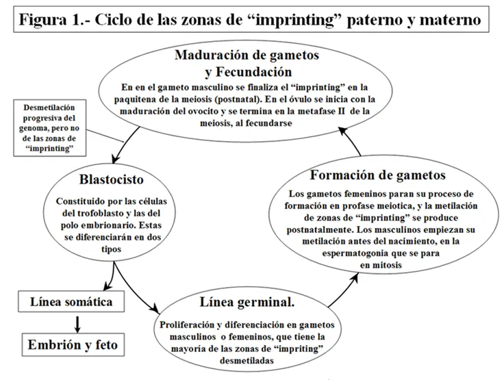 Evidencias en Pediatria - Técnicas de reproducción asistida y ...