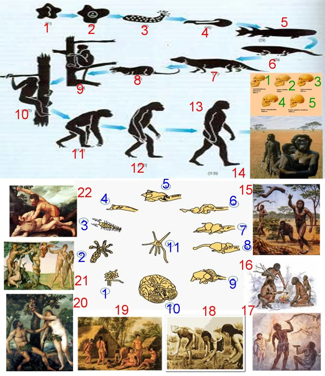 Evolución y Desarrollo Humano: Pasado de la Evolución Biológica