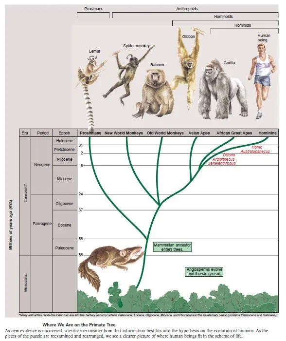 Evolucion Humana, proceso natural | Cien Temas