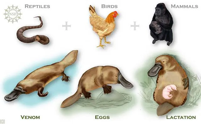 La Evolución en Oceanía II: El ornitorrinco ~ CUSEVI Y PEMACO