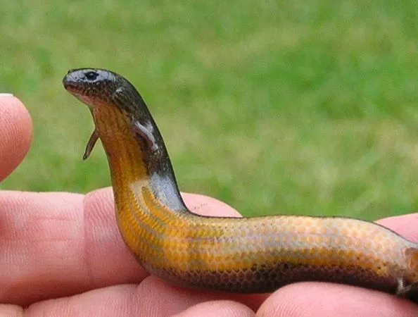 Evolución en tiempo real: un lagarto australiano pasa de poner ...