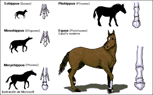 Evolucion+del+caballo.gif