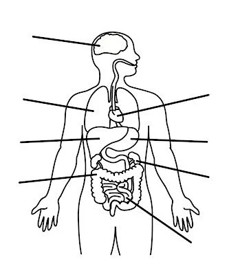 Examen de las partes del cuerpo ~ 4 Dibujo