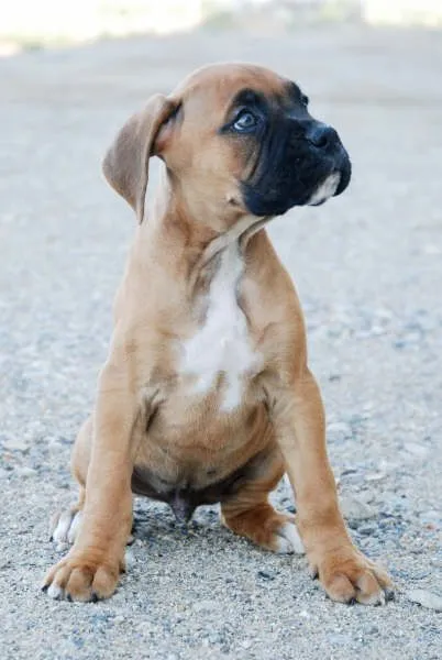 Excelentes cachorros de Boxer - Boxer - Perros - Venta Mascotas