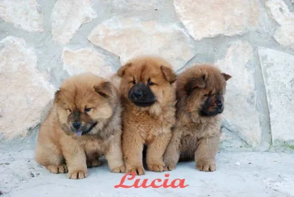 Excelentes cachorros de Chow Chow - Chow Chow - Perros - Venta ...