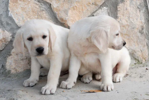 Excelentes cachorros de Labrador - Labrador - Perros - Venta Mascotas