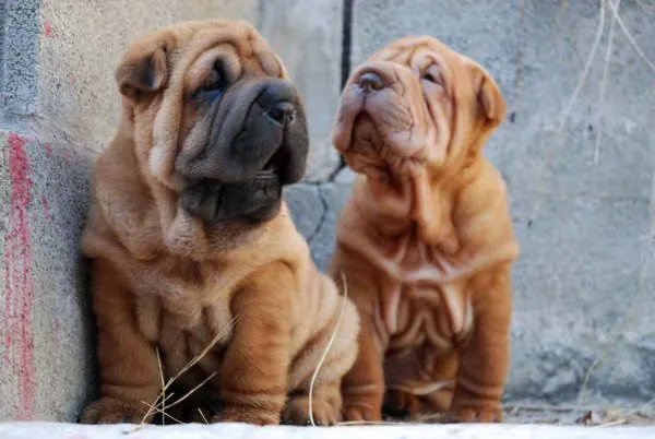 Excelentes cachorros de Shar-pei - Shar-pei - Perros - Venta Mascotas