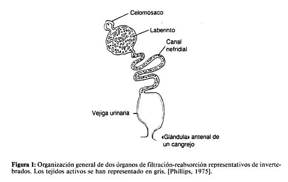 excreción en invertebrados | BIOLOGIA GRADO SEPTIMO ROMULO GALLEGOS