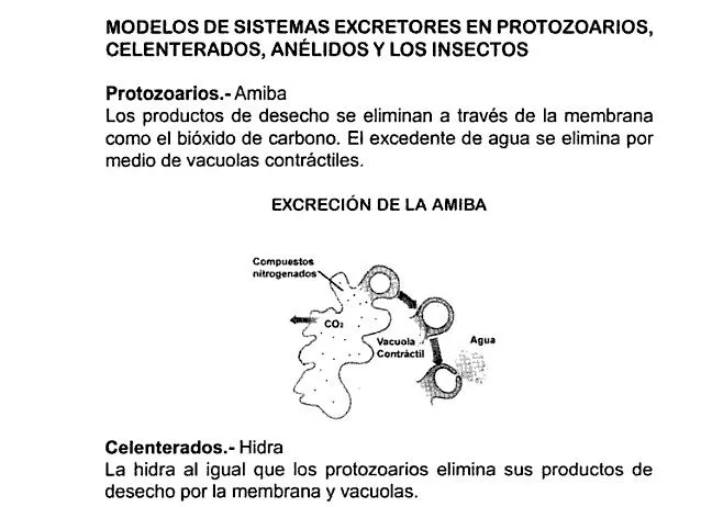 EXCRECIÓN EN PLANTAS Y ANIMALES | BIOLOGIA GRADO SEPTIMO ROMULO ...