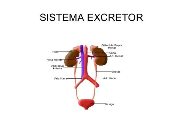 Excretor