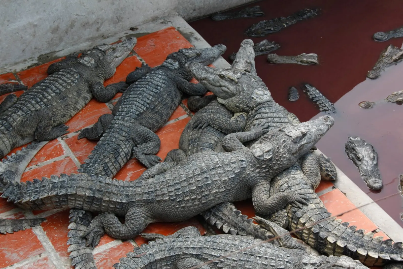 Excursion al Bamboo train, cocodrilos y alredores de Battambang