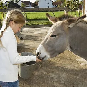 Excursiones en Madrid. Ruta Fría en Burro para hacer con niños ...