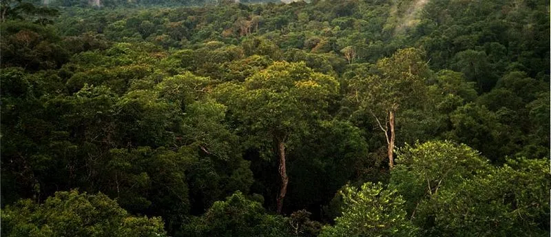 Excursiones por la selva amazónica - Turismo BrasilTurismo Brasil