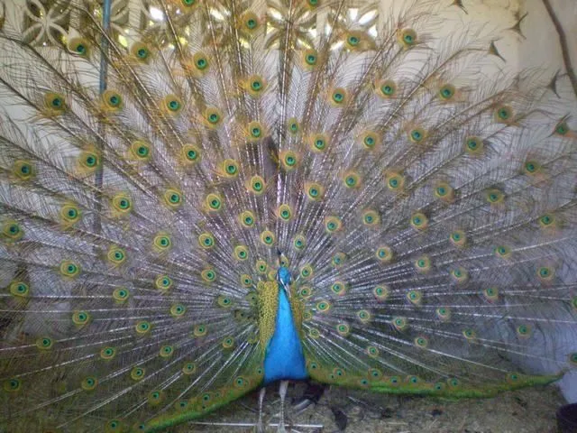 Exhibición de plumas | fotos de Animales