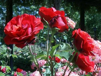 Cómo tener éxito con nuestro jardín de rosas :: VisitaCasas.