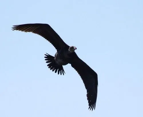 Imagenes de aves volando - Imagui