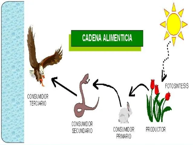 exp-ecologia-11-638.jpg?cb= ...