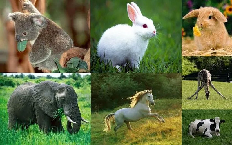 4 animales herbívoros - Imagui