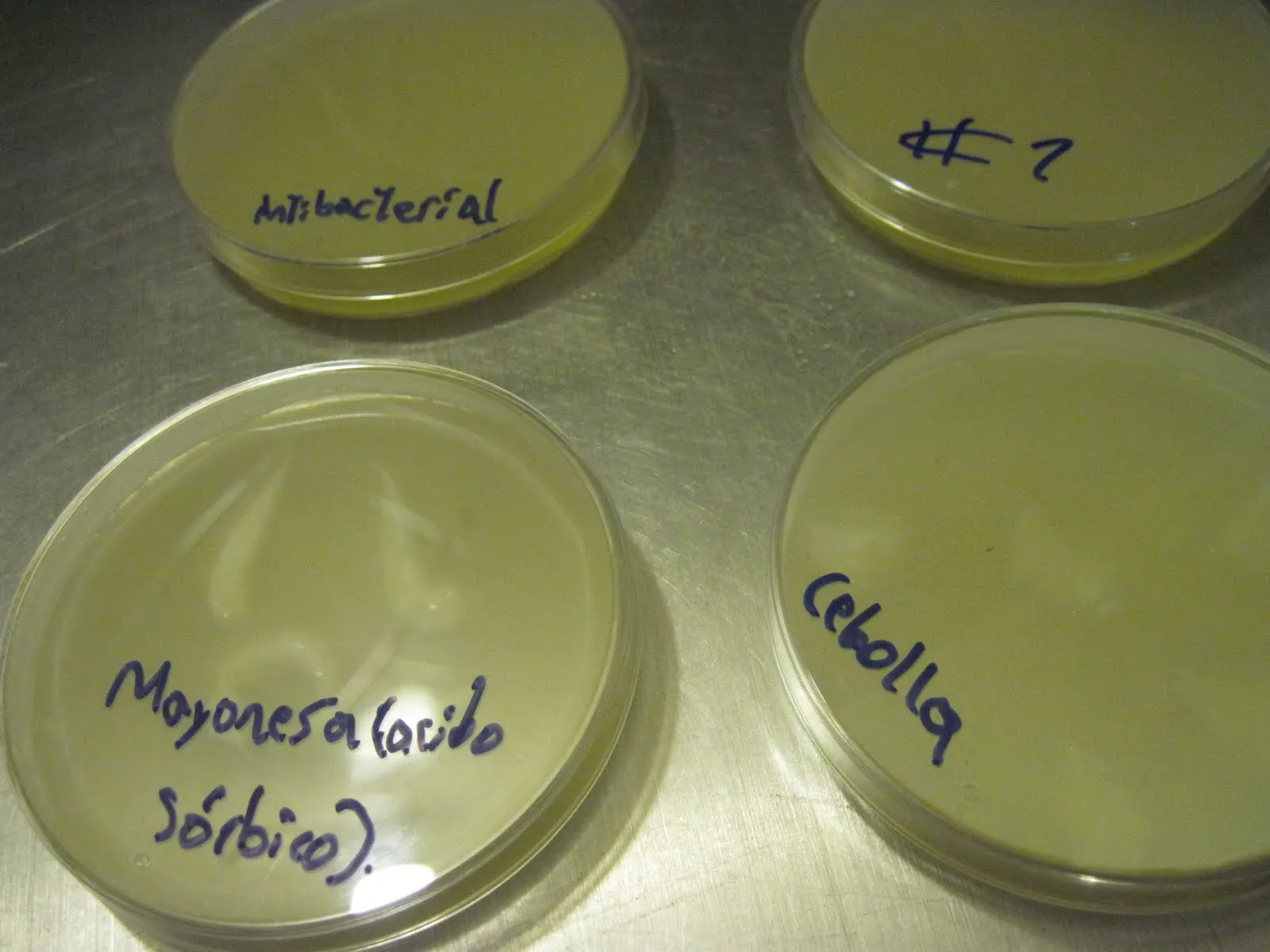 Experimento Con Bacterias: cajas de petri con nombres