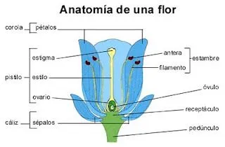 Experimentos en Educación Primaria e Infantil: enero 2011