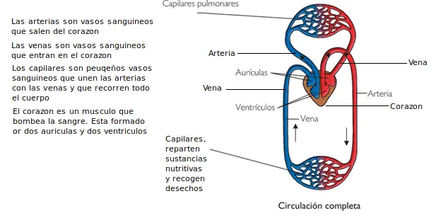 Sistema circulatorio resumen para niños - Imagui