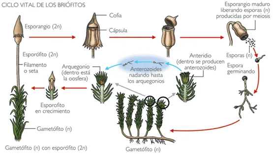 explicacion | ScyKness