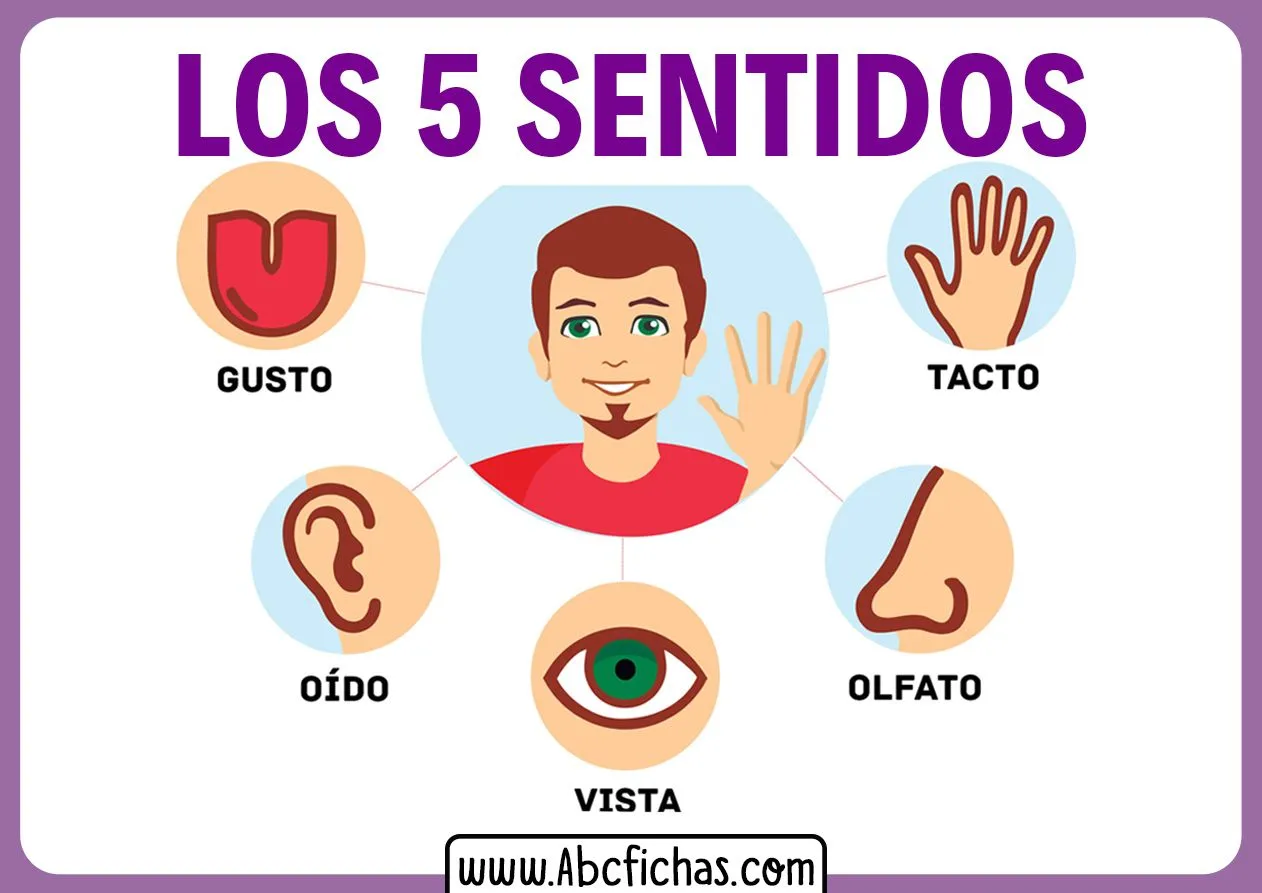 Explicación de Los 5 Sentidos para Niños Pequeños