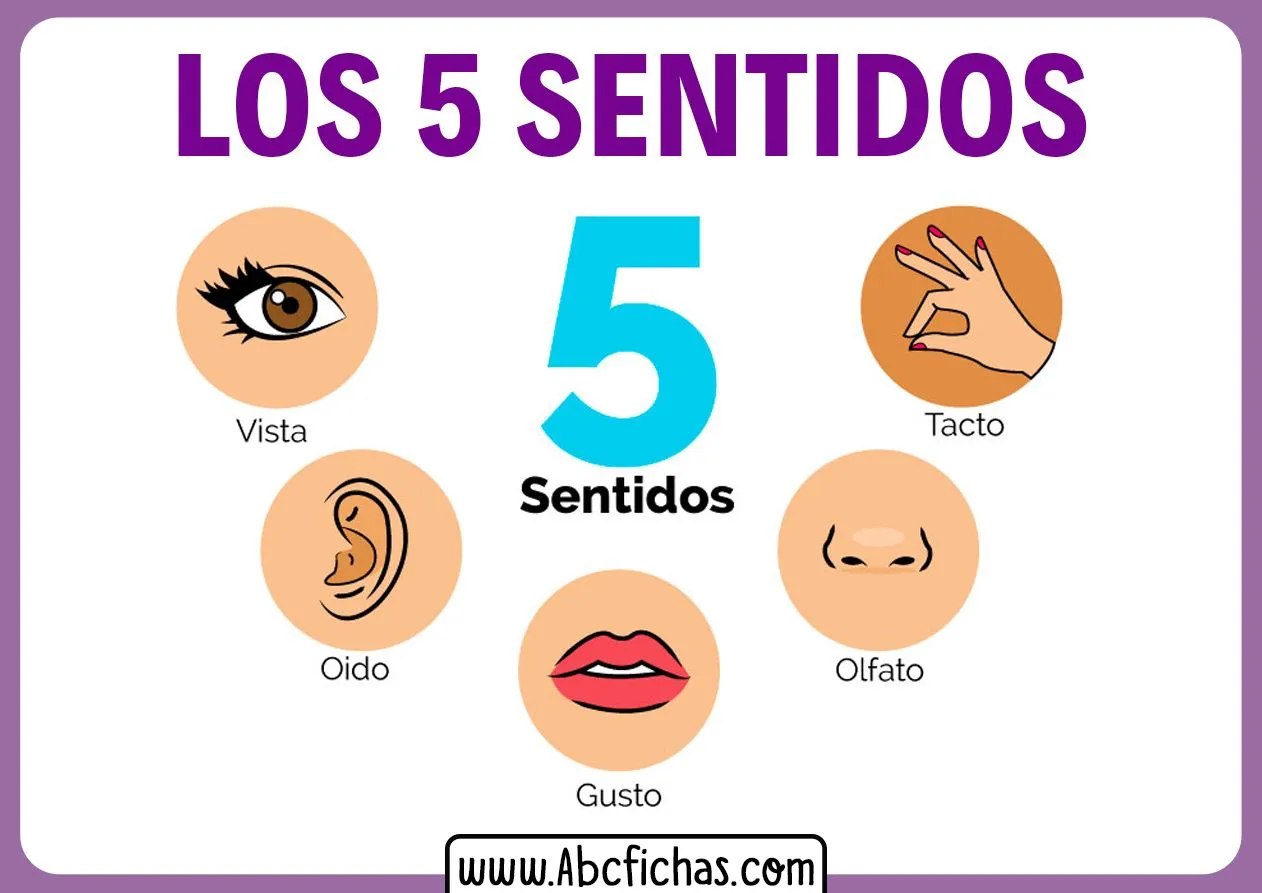 Explicación de Los 5 Sentidos para Niños Pequeños