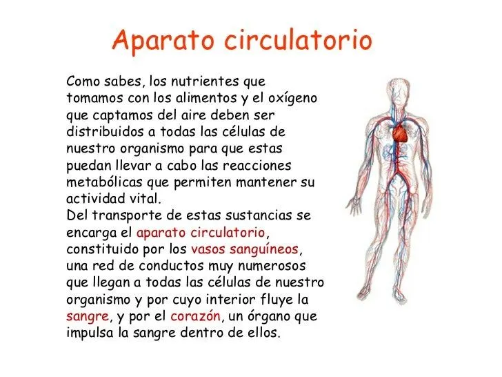 Explicacion del sistema circulatorio para niños - Imagui