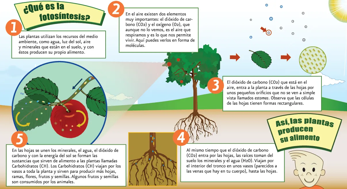 Te explico la fotosintesis - Taringa!