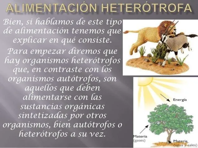 Expo de bio (alimentación heterótrofa)