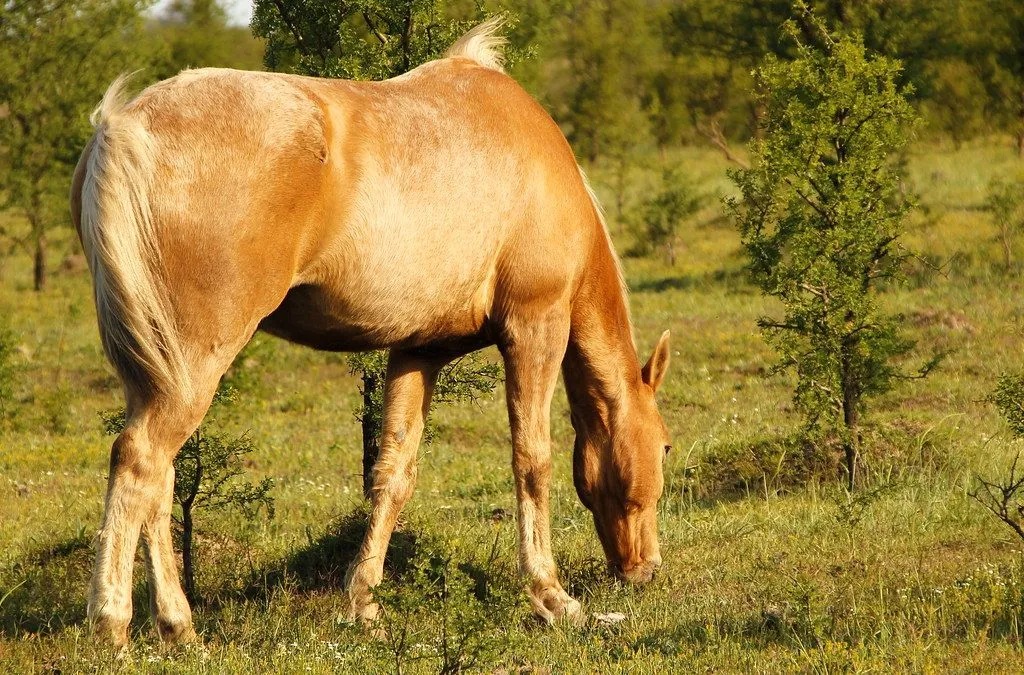 exposicion] animales en el campo - Taringa!