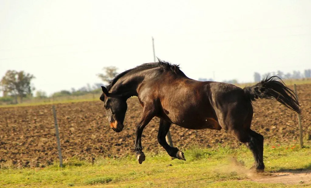 exposicion] animales en el campo - Taringa!