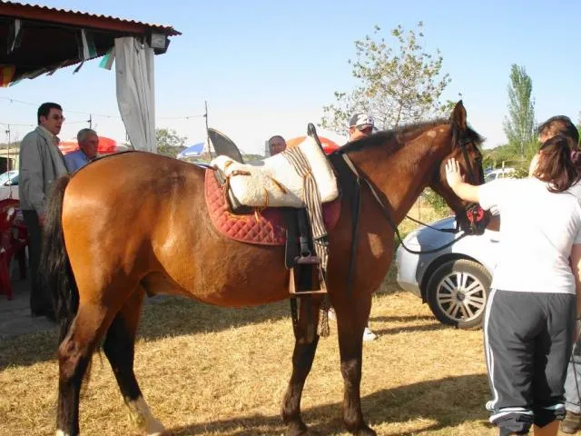 Caballos de ranchos - Imagui