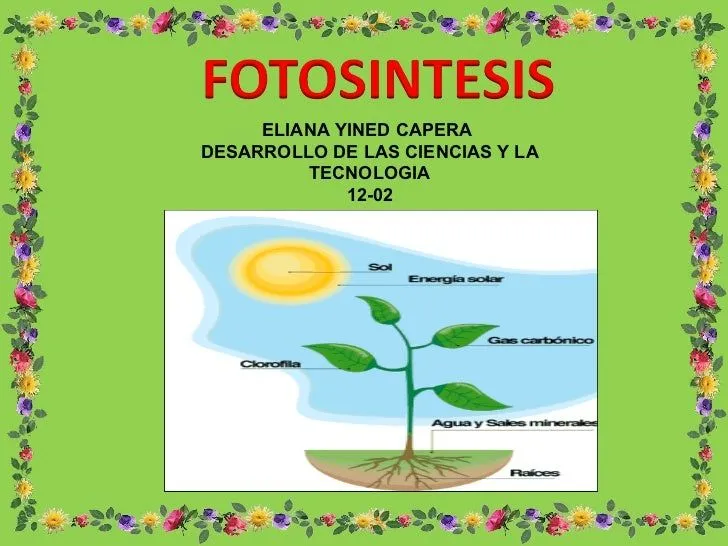 Exposicion fotosintesis