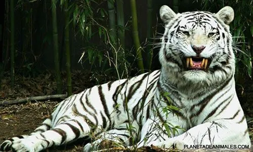 extincion del tigre blanco: Extinción Del Tigre Blanco