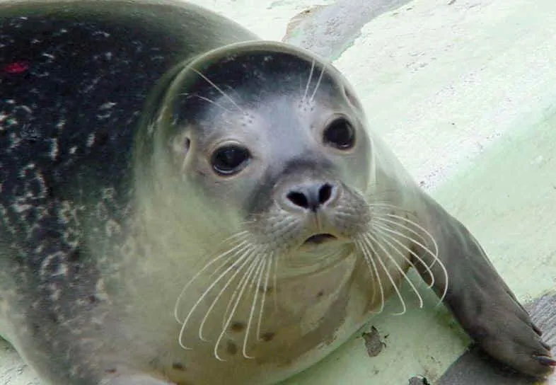 Es esto una extinta foca monje? | Luscofusco