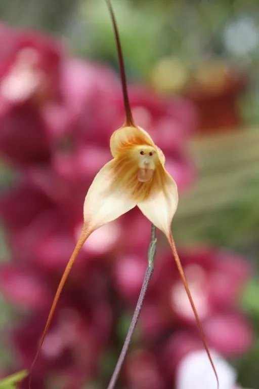 Una extraña orquídea con cara de mono y olor a naranja (+ Fotos ...