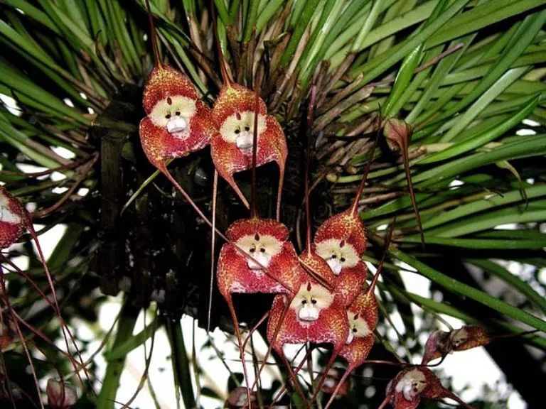 Una extraña orquídea con cara de mono y olor a naranja (+ Fotos ...