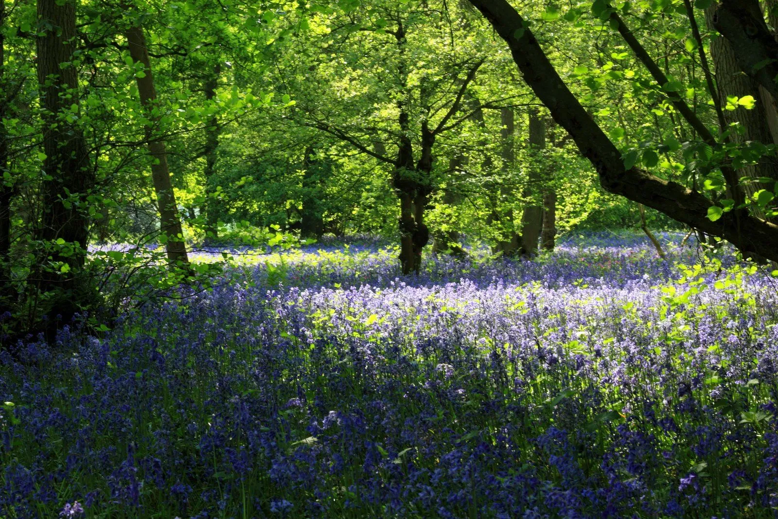 Los extranjeros: El Bosque de las Campanillas Azules!