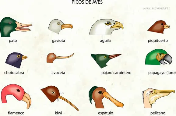 EXTRAVAGANCIA: ¿LOS MURCIÉLAGOS SON AVES O LA BIBLIA SE EQUIVOCÓ?