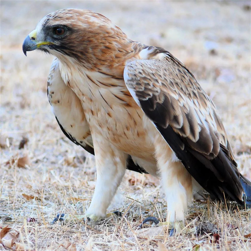 UN EXTREMEÑO POR EL MUNDO: RAPACES IBERICAS DIURNAS