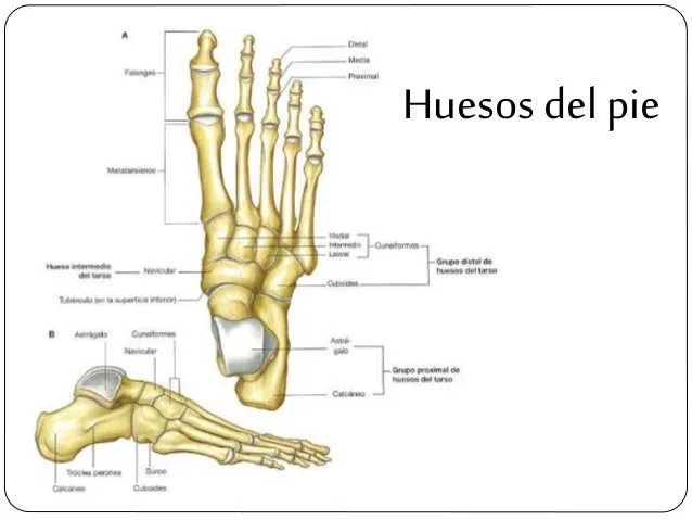 Extremidades inferiores del cuerpo humano. Anatomia