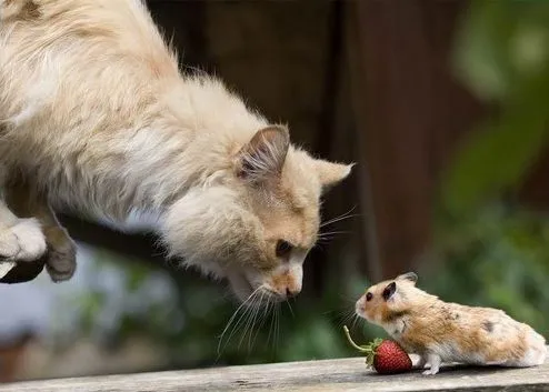 Fabula El gato y los ratones | Leyendas Cuentos Poemas