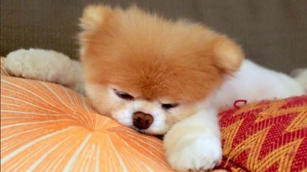 Facebook: Boo, el perro más famoso de la red social | Facebook ...