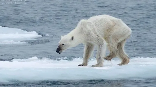 Facebook: imagen de oso polar desnutrido genera alarma sobre el ...