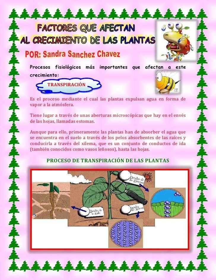 Factores que afectan al crecimiento de las plantas