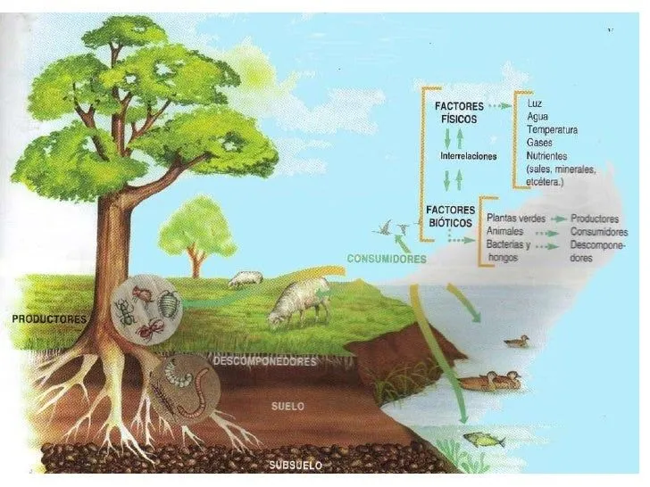 Factores Bióticos y Abióticos