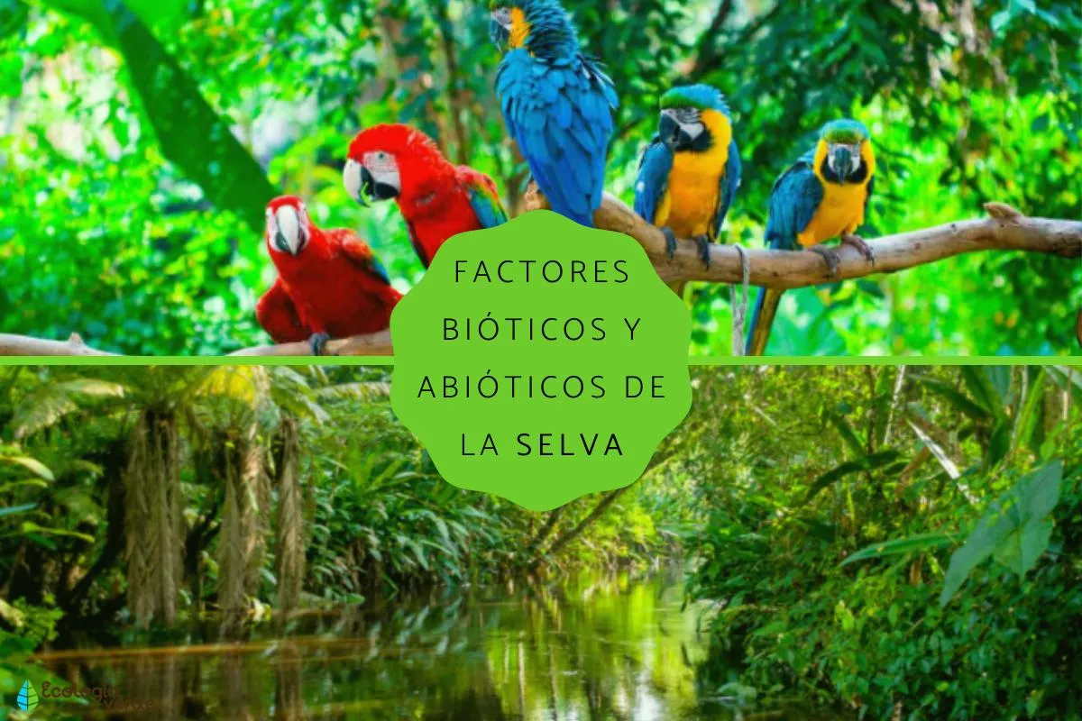 Factores bióticos y abióticos de la selva - Resumen